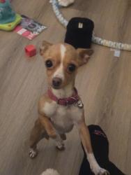 Reunited Female Dog last seen Near Ashworth St, Cerritos, CA 90703