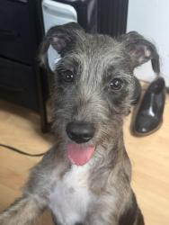 Reunited Female Dog last seen Orlando Place, Fairview Heights, IL 62208