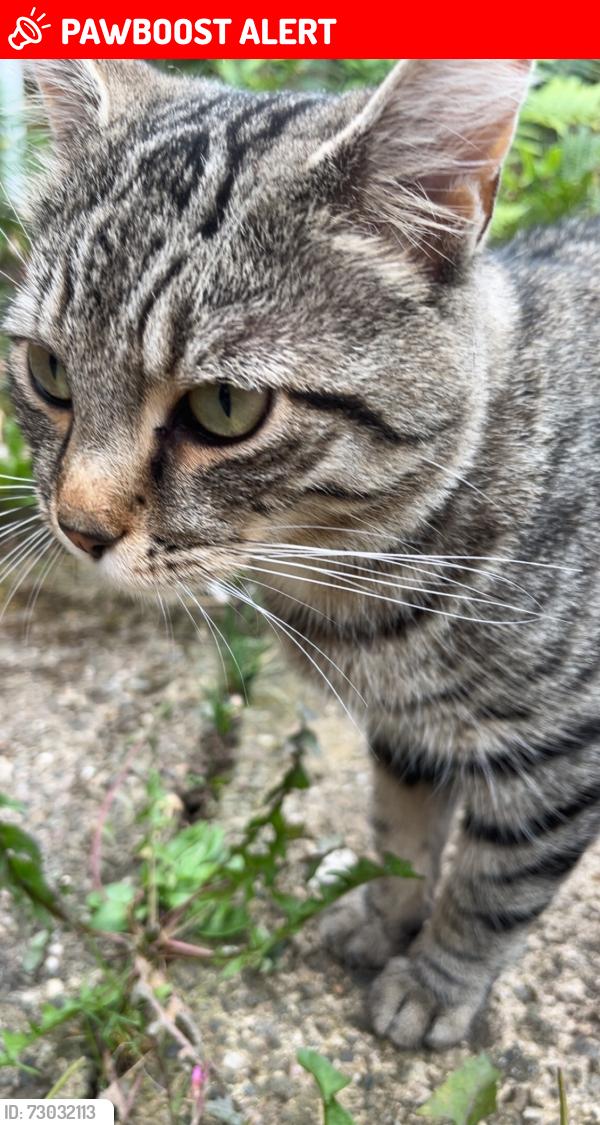 Lost Male Cat last seen Marshall lane on Greenbank , Cheshire West and Chester, England CW8