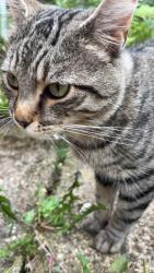 Lost Male Cat last seen Marshall lane on Greenbank , Cheshire West and Chester, England CW8