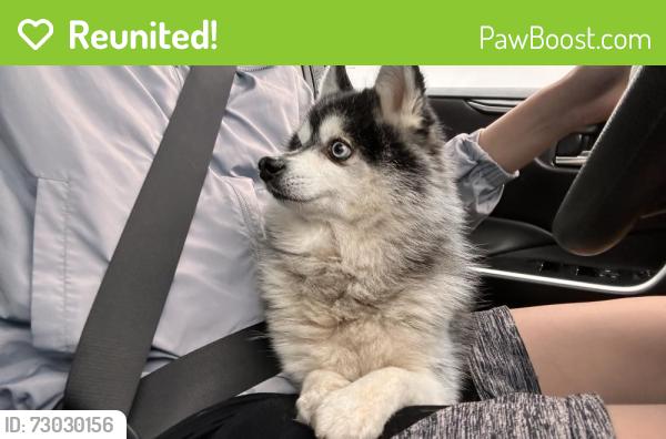 Reunited Male Dog last seen 35th and 99, Lynnwood, WA 98087