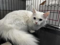Shelter Stray Female Cat last seen , 14409 Vanowen St, Van Nuys, CA 91405, USA