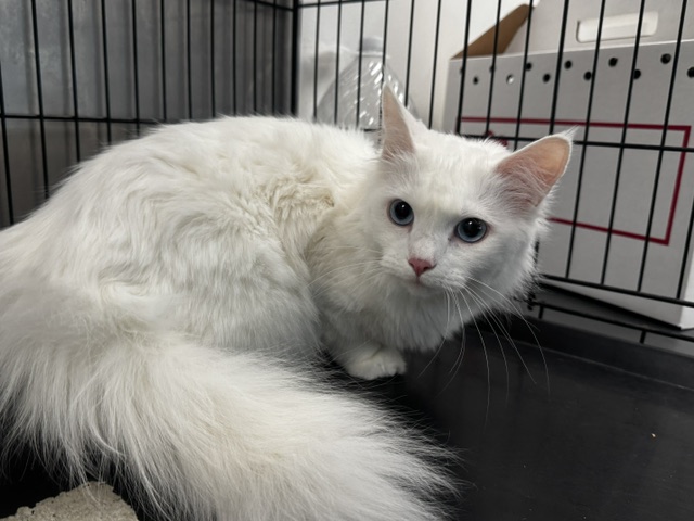 Shelter Stray Female Cat last seen , 14409 Vanowen St, Van Nuys, CA 91405, USA
