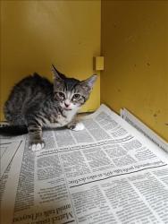 Shelter Stray Female Cat last seen , 3201 Lacy St, Los Angeles, CA 90031, USA