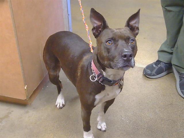 Shelter Stray Female Dog last seen 52ND AVE/FRANKLIN BLVD, SACRAMENTO CA 95823, 3839 Bradshaw Rd, Sacramento, CA 95827, USA