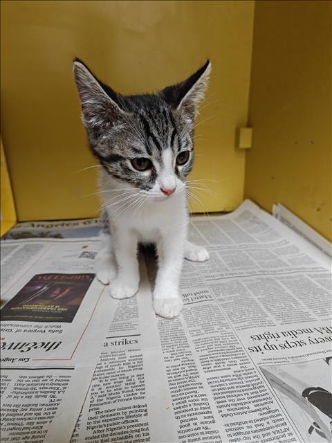 Shelter Stray Female Cat last seen , 3201 Lacy St, Los Angeles, CA 90031, USA