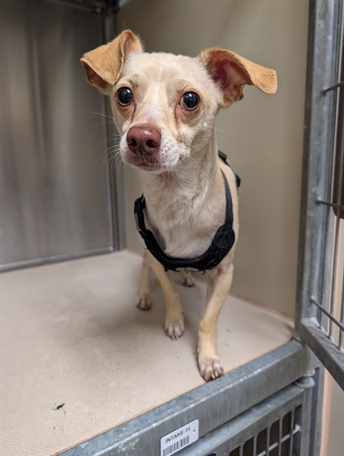 Shelter Stray Male Dog last seen , 3839 Bradshaw Rd, Sacramento, CA 95827, USA