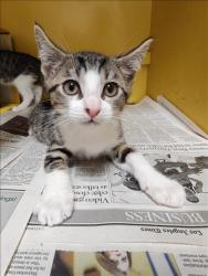 Shelter Stray Female Cat last seen , 3201 Lacy St, Los Angeles, CA 90031, USA