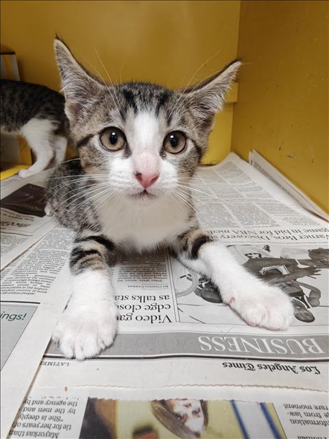 Shelter Stray Female Cat last seen , 3201 Lacy St, Los Angeles, CA 90031, USA
