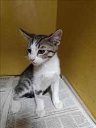 Shelter Stray Male Cat last seen , 3201 Lacy St, Los Angeles, CA 90031, USA