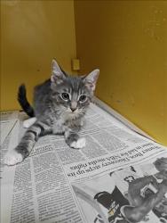 Shelter Stray Male Cat last seen , 3201 Lacy St, Los Angeles, CA 90031, USA