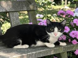 Shelter Stray Female Cat last seen , 957 N Gaffey St, San Pedro, CA 90731, USA