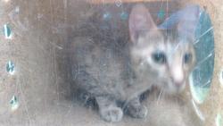 Shelter Stray Female Cat last seen , 11258 Garfield Ave, Downey, CA 90242, USA