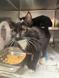 Shelter Stray Male Cat last seen , 957 N Gaffey St, San Pedro, CA 90731, USA