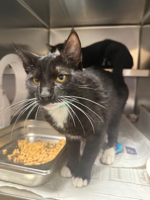 Shelter Stray Male Cat last seen , 957 N Gaffey St, San Pedro, CA 90731, USA