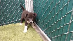 Shelter Stray Male Dog last seen , 11258 Garfield Ave, Downey, CA 90242, USA