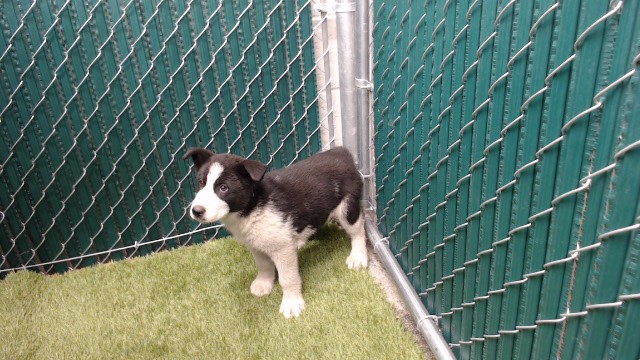 Shelter Stray Female Dog last seen , 11258 Garfield Ave, Downey, CA 90242, USA