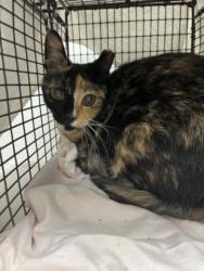 Shelter Stray Female Cat last seen , 1850 W 60th St, Los Angeles, CA 90047, USA