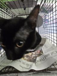 Shelter Stray Male Cat last seen , 1850 W 60th St, Los Angeles, CA 90047, USA