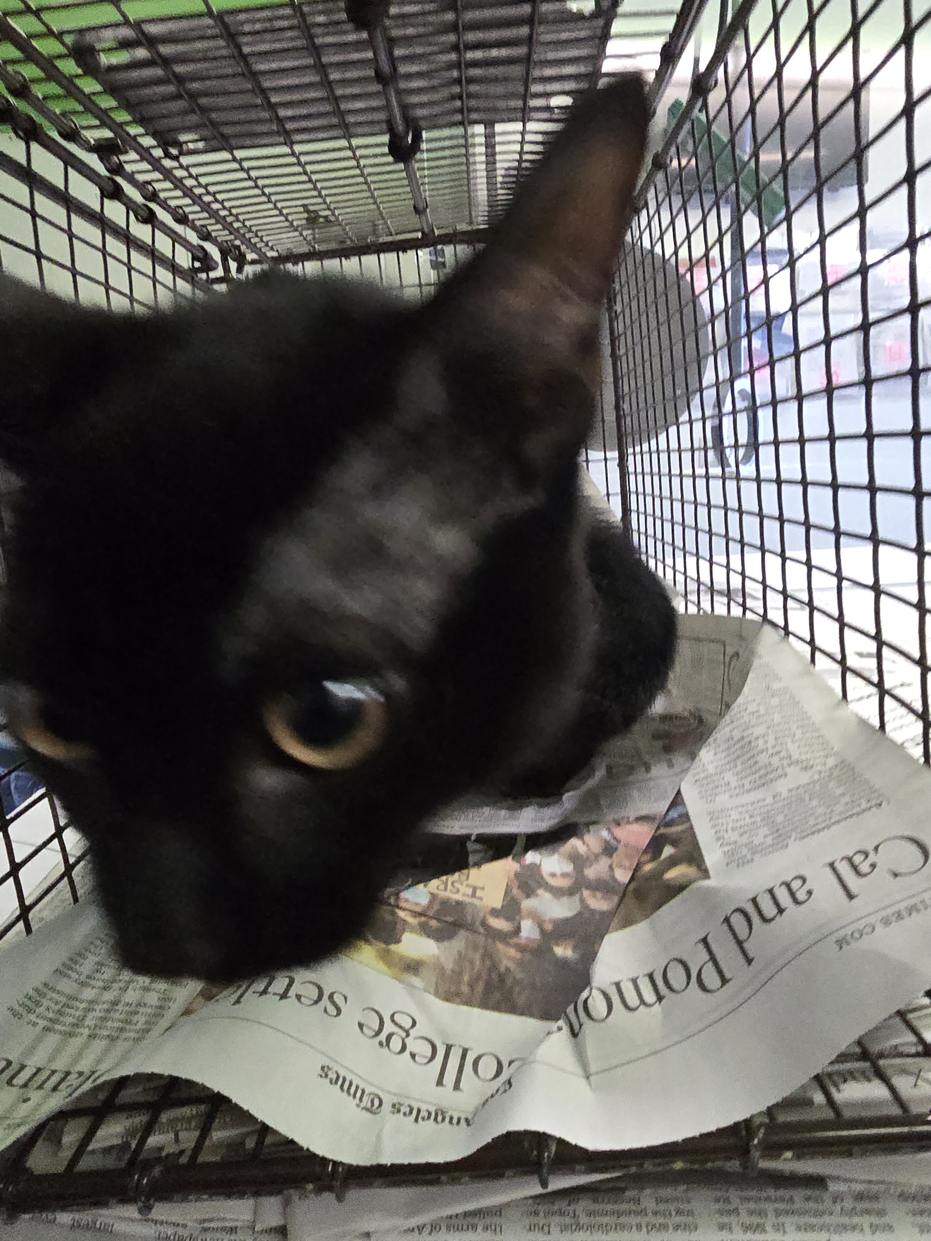 Shelter Stray Male Cat last seen , 1850 W 60th St, Los Angeles, CA 90047, USA