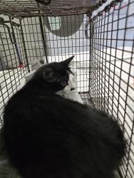 Shelter Stray Female Cat last seen , 1850 W 60th St, Los Angeles, CA 90047, USA