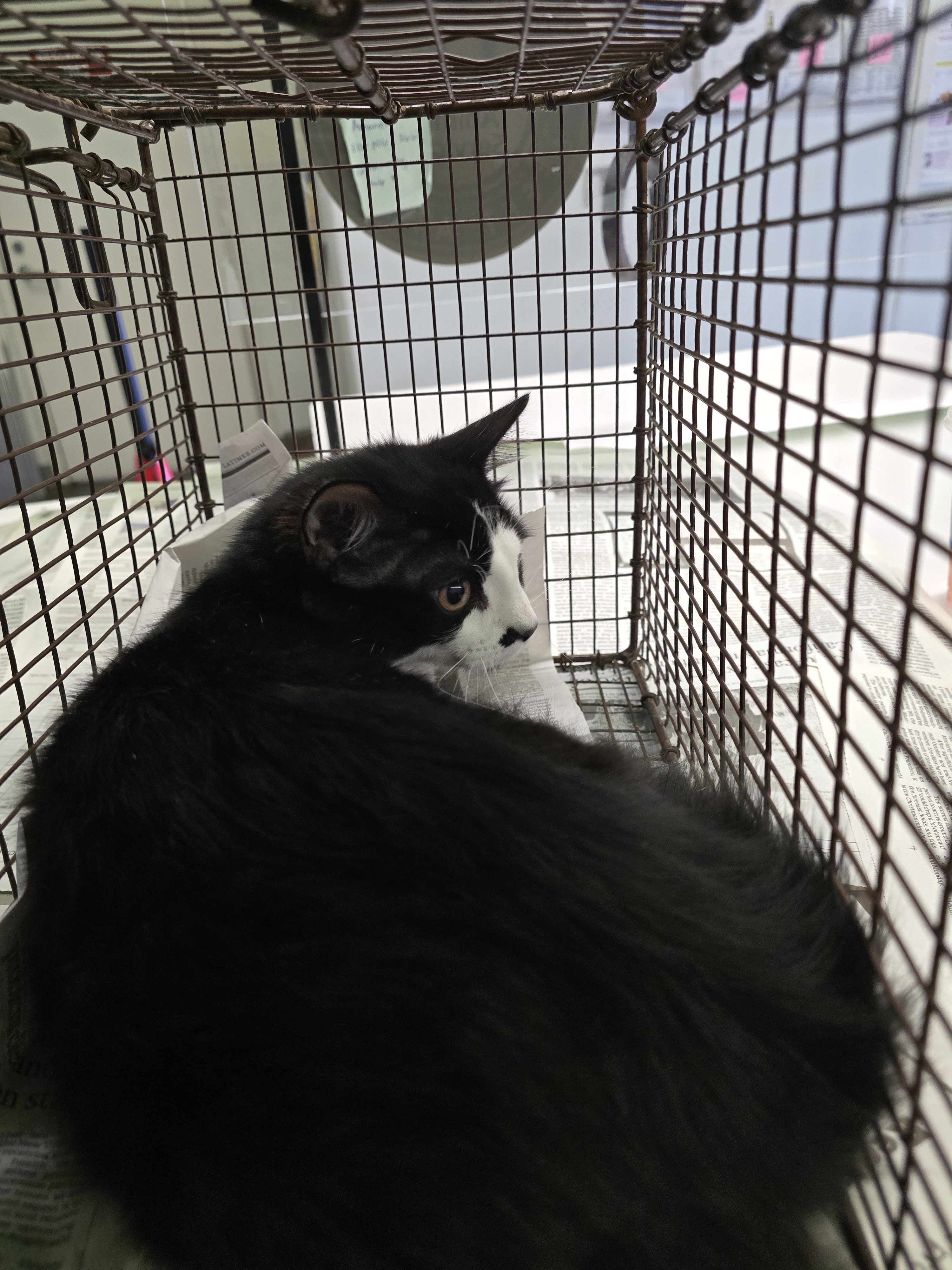 Shelter Stray Female Cat last seen , 1850 W 60th St, Los Angeles, CA 90047, USA