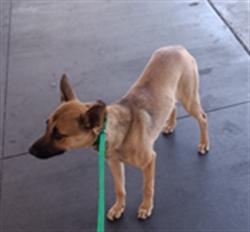 Shelter Stray Female Dog last seen , 1850 W 60th St, Los Angeles, CA 90047, USA