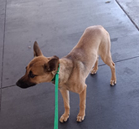 Shelter Stray Female Dog last seen , 1850 W 60th St, Los Angeles, CA 90047, USA
