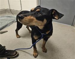 Shelter Stray Female Dog last seen , 11232 B Ave, Auburn, CA 95603, USA