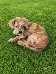 Shelter Stray Male Dog last seen , 4275 Elton St, Baldwin Park, CA 91706, USA