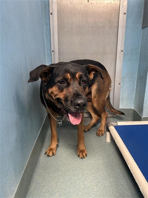 Shelter Stray Female Dog last seen , 4275 Elton St, Baldwin Park, CA 91706, USA