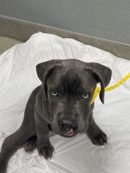 Shelter Stray Male Dog last seen Near BLOCK E HARMON AVE, LAS VEGAS NV 89169, 655 N Mojave Rd, Las Vegas, NV 89101, USA