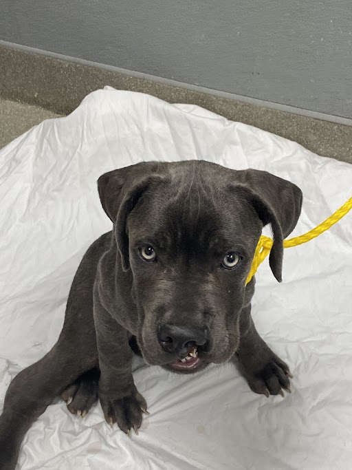 Shelter Stray Male Dog last seen Near BLOCK E HARMON AVE, LAS VEGAS NV 89169, 655 N Mojave Rd, Las Vegas, NV 89101, USA