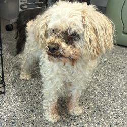 Shelter Stray Male Dog last seen 96TH AND TOWER, 12155 Park Blvd, Brighton, CO 80601, USA