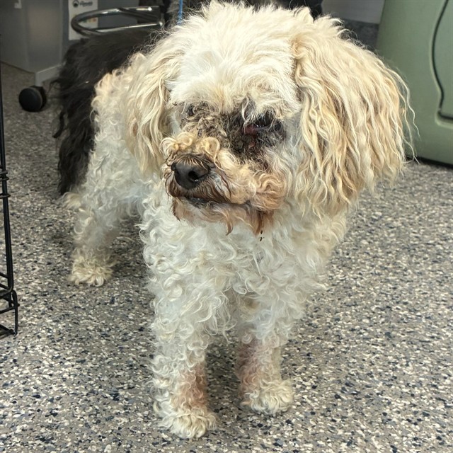 Shelter Stray Male Dog last seen 96TH AND TOWER, 12155 Park Blvd, Brighton, CO 80601, USA