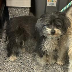 Shelter Stray Female Dog last seen 96TH AND TOWER, 12155 Park Blvd, Brighton, CO 80601, USA