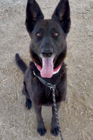 Shelter Stray Female Dog last seen Near BLOCK CHAPMAN ST, BAKERSFIELD CA 93307, 3951 Fruitvale Ave, Bakersfield, CA 93308, USA