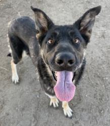 Shelter Stray Female Dog last seen Near BLOCK 33 HWY, MARICOPA CA 93252, 3951 Fruitvale Ave, Bakersfield, CA 93308, USA