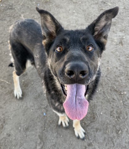 Shelter Stray Female Dog last seen Near BLOCK 33 HWY, MARICOPA CA 93252, 3951 Fruitvale Ave, Bakersfield, CA 93308, USA