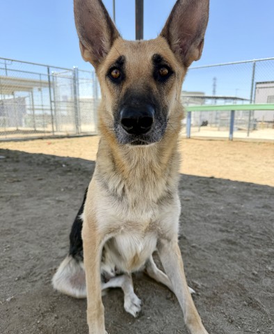 Shelter Stray Female Dog last seen Near BLOCK S EDISON RD, BAKERSFIELD CA 93307, 3951 Fruitvale Ave, Bakersfield, CA 93308, USA
