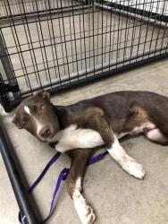 Shelter Stray Male Dog last seen Near BLOCK E CLAY AVE, FRESNO CA 93702 1013, 5277 E Airways Blvd, Fresno, CA 93727, USA