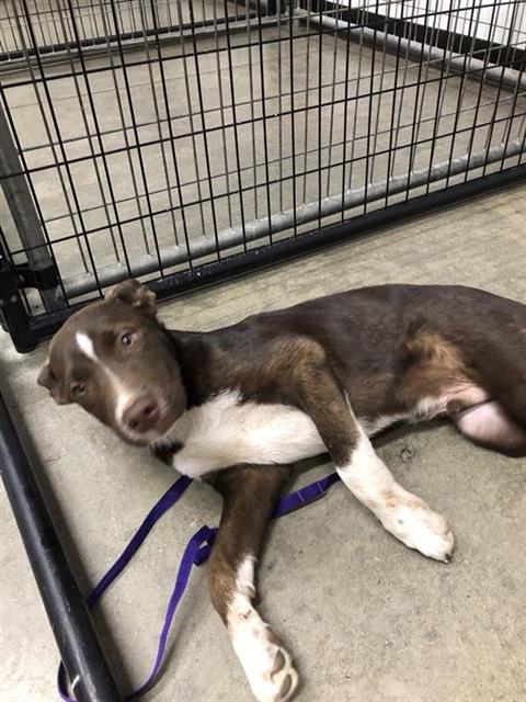Shelter Stray Male Dog last seen Near BLOCK E CLAY AVE, FRESNO CA 93702 1013, 5277 E Airways Blvd, Fresno, CA 93727, USA