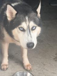 Found/Stray Male Dog last seen West Little York, Katy, TX 77449