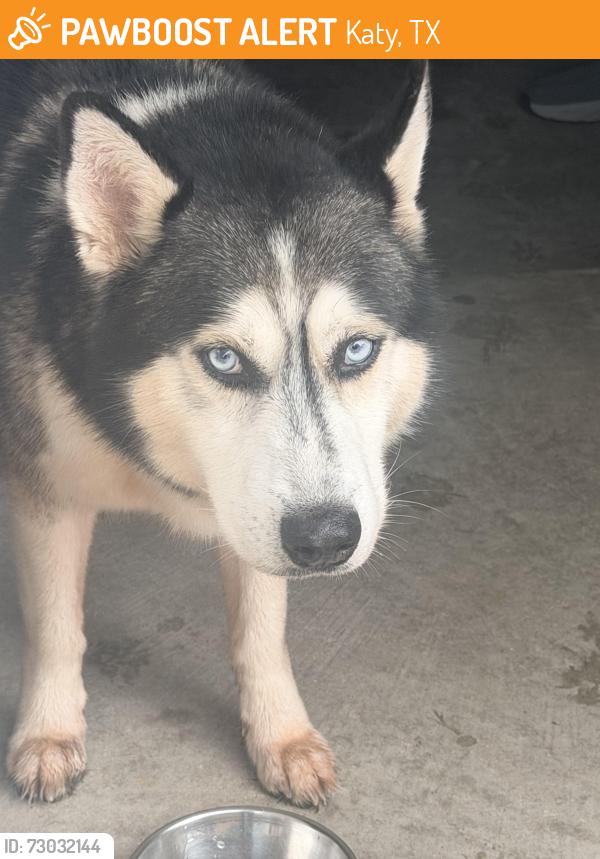 Found/Stray Male Dog last seen West Little York, Katy, TX 77449