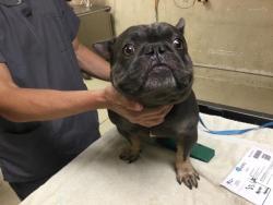 Shelter Stray Male Dog last seen CAMINO REAL / JURUPA RD, JURUPA VALLEY CA, 6851 Van Buren Boulevard, Jurupa Valley, CA 92509, USA