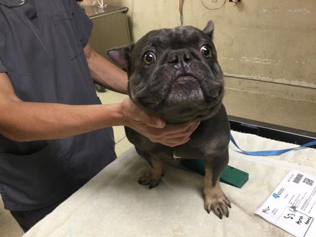 Shelter Stray Male Dog last seen CAMINO REAL / JURUPA RD, JURUPA VALLEY CA, 6851 Van Buren Boulevard, Jurupa Valley, CA 92509, USA