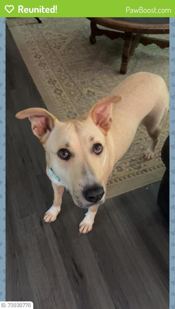Reunited Female Dog last seen Bells Ferry and Chastain Rd, Marietta, GA 30066