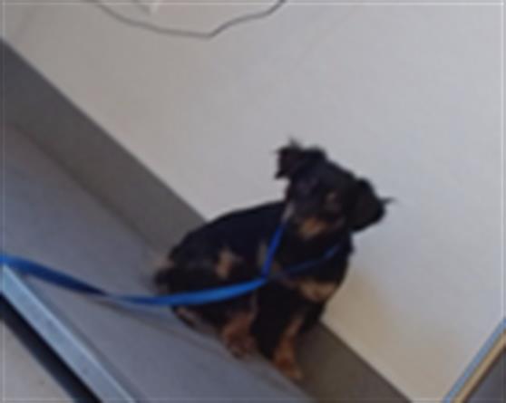 Shelter Stray Male Dog last seen 19TH ST AND CONNECTICUT, 1419 Bryant St, San Francisco, CA 94103, USA