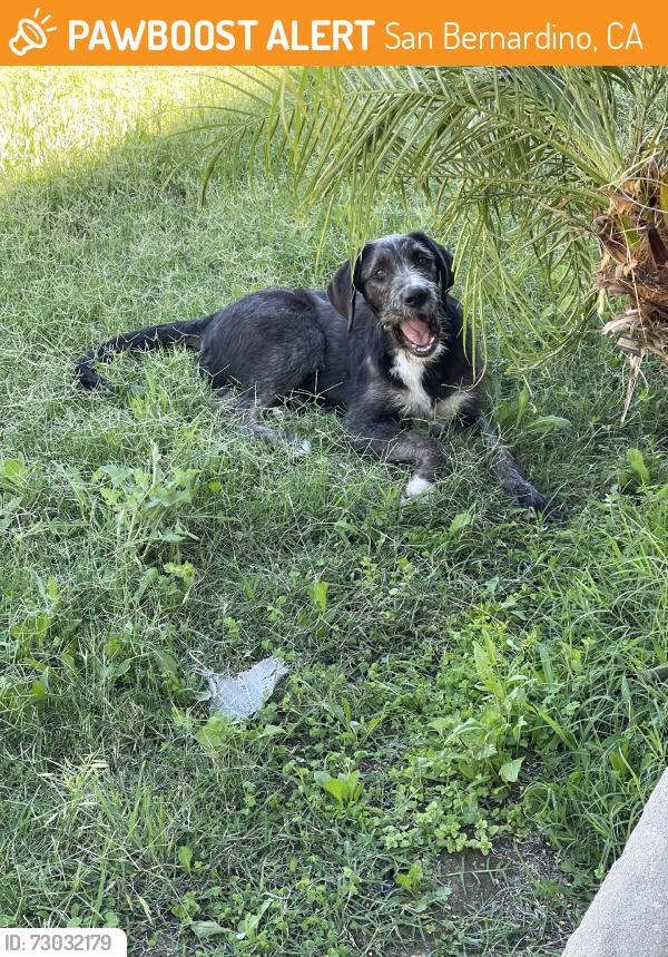 Found/Stray Male Dog last seen 30th and N Stoddard Ave, San Bernardino, CA 92405