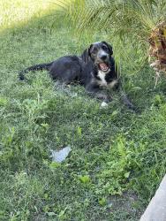 Found/Stray Male Dog last seen 30th and N Stoddard Ave, San Bernardino, CA 92405